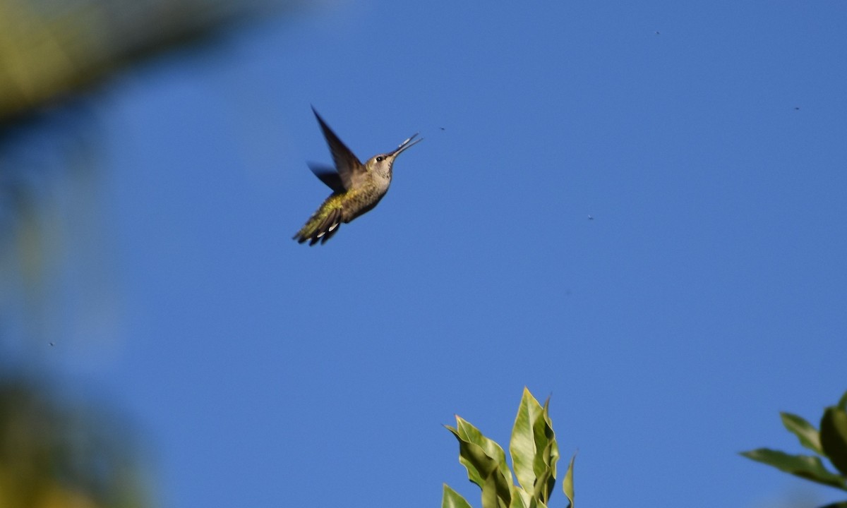 kalypta růžovohlavá - ML646553775