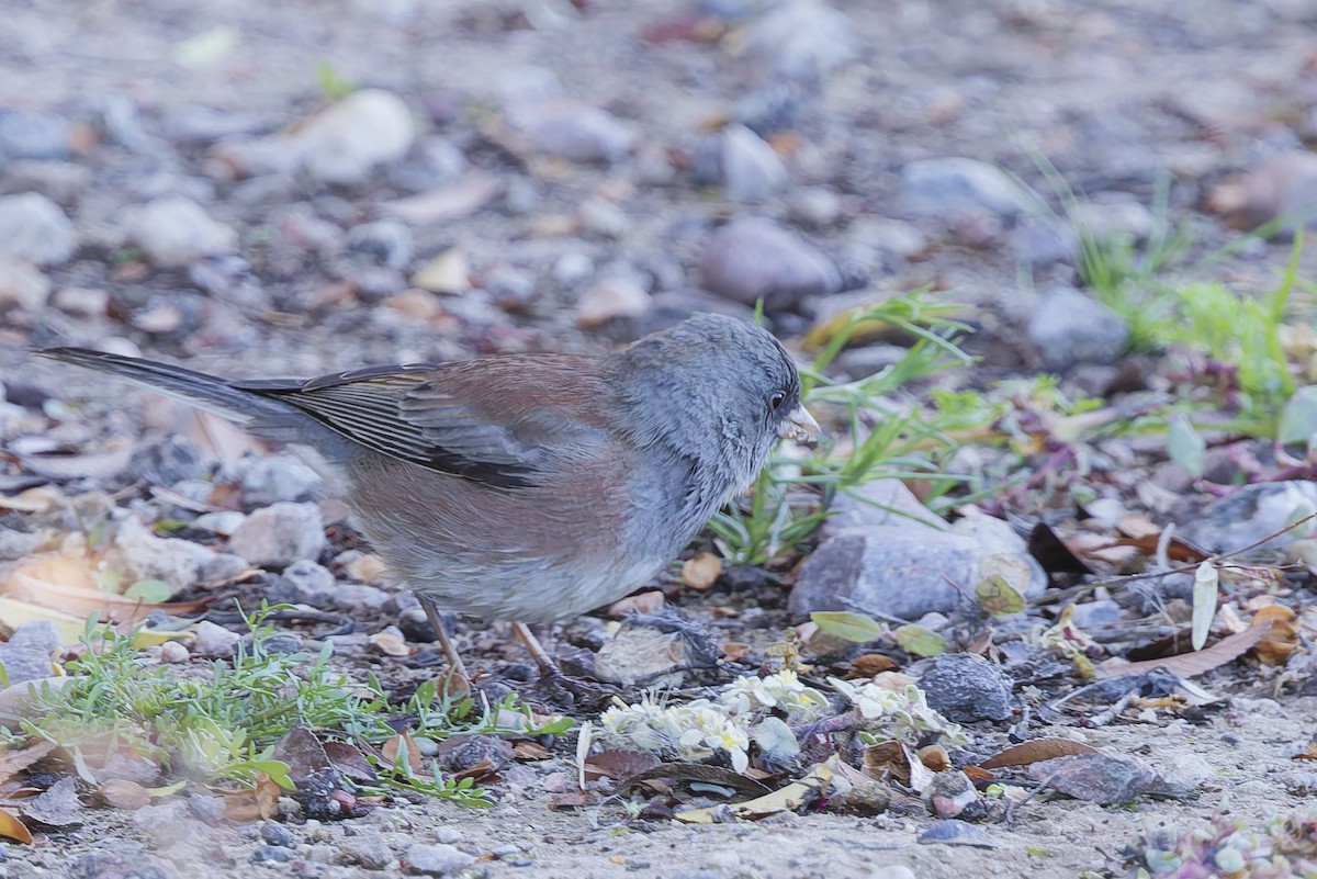 strnadec zimní (ssp. mearnsi) - ML646553777