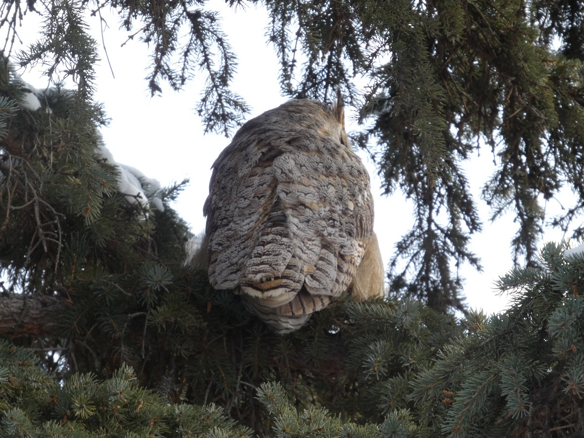 Great Horned Owl - ML646553778