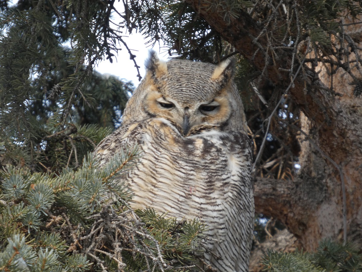 Great Horned Owl - ML646553779