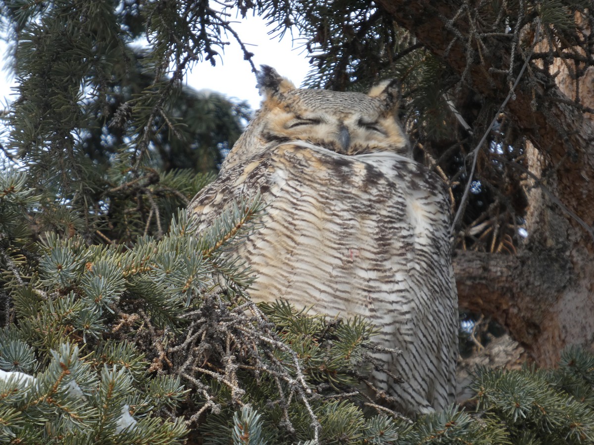 Great Horned Owl - ML646553780