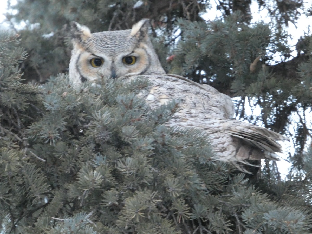 Great Horned Owl - ML646553781