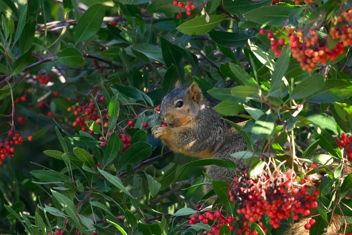 Mammals - ML646553782