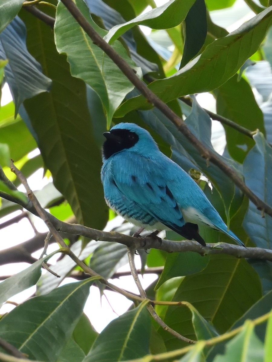 Swallow Tanager - ML646553785