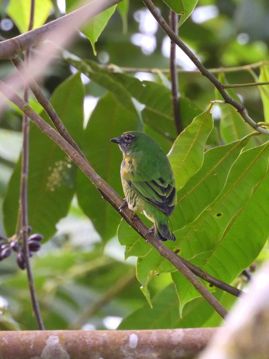 Swallow Tanager - ML646553786