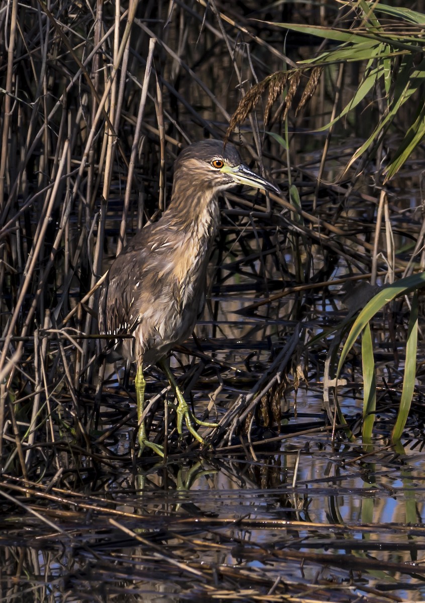 Black-crowned Night Heron - ML646553787