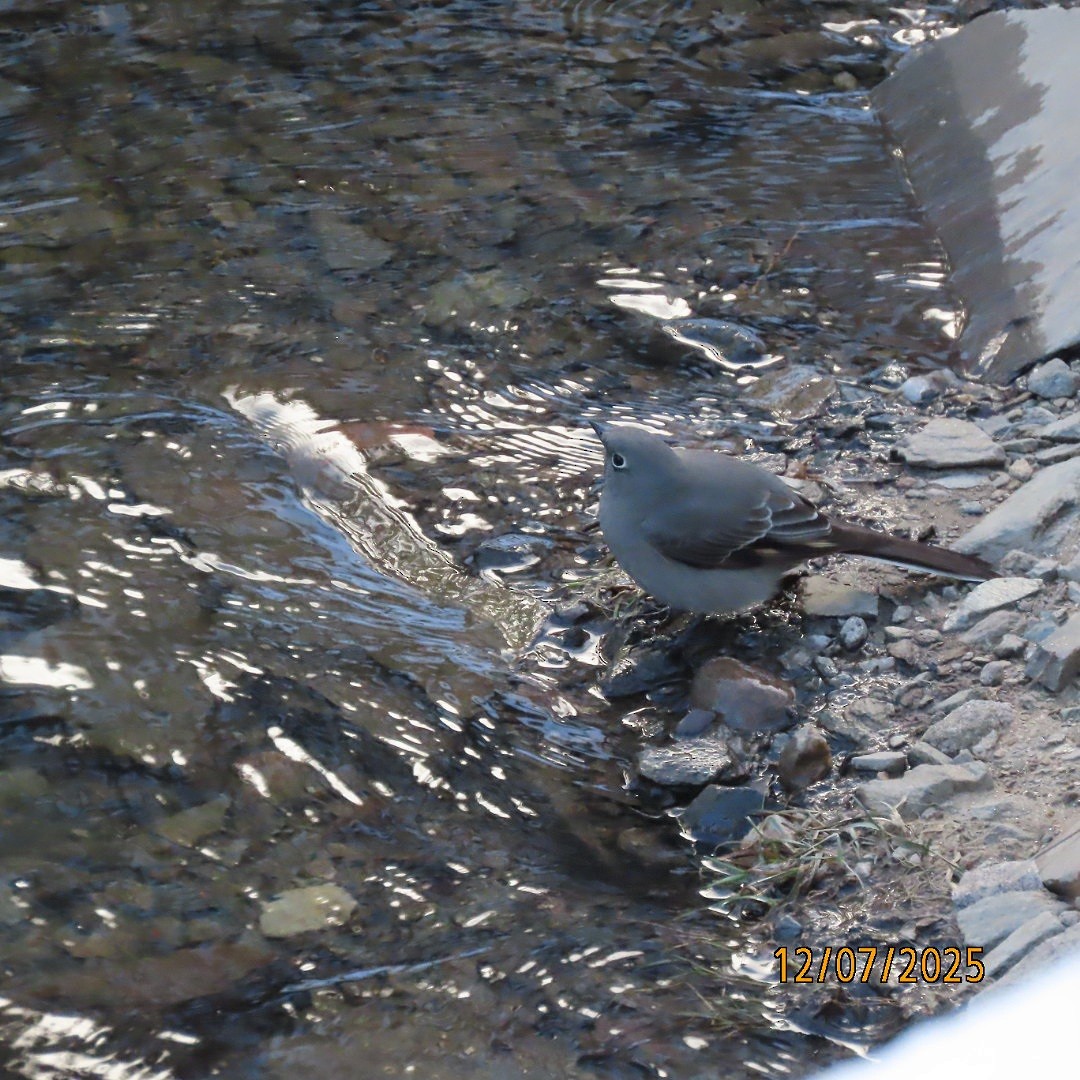 Горный кларино - ML646553788