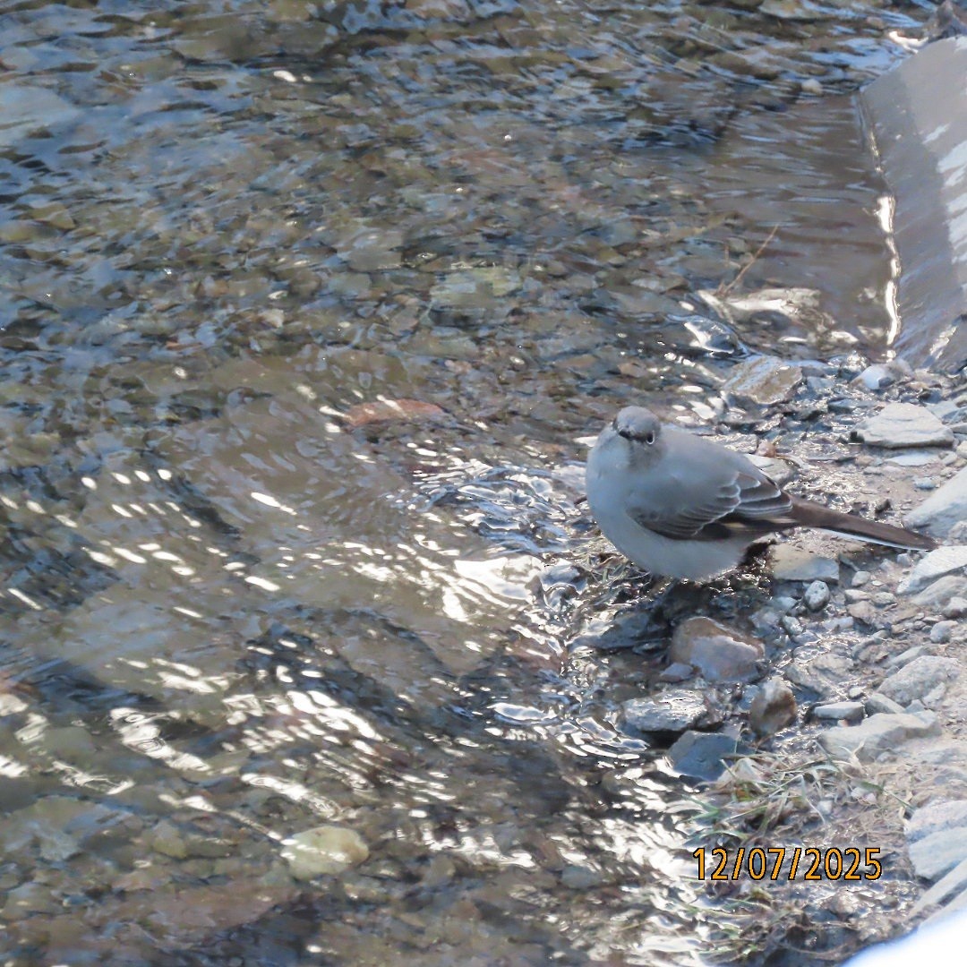 Горный кларино - ML646553789