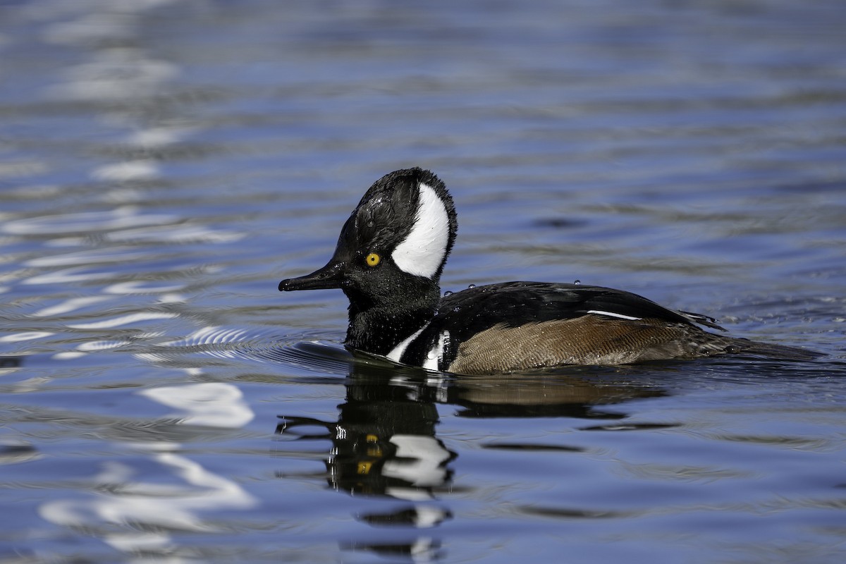 Hooded Merganser - ML646553790
