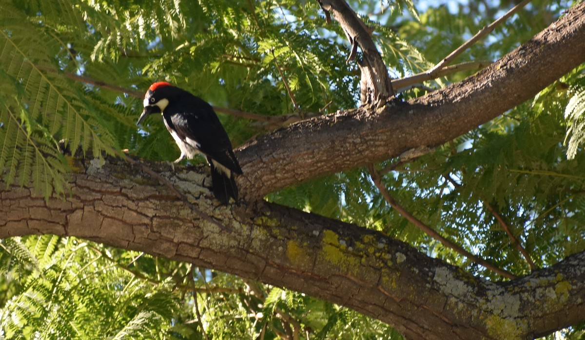 Acorn Woodpecker - ML646553791