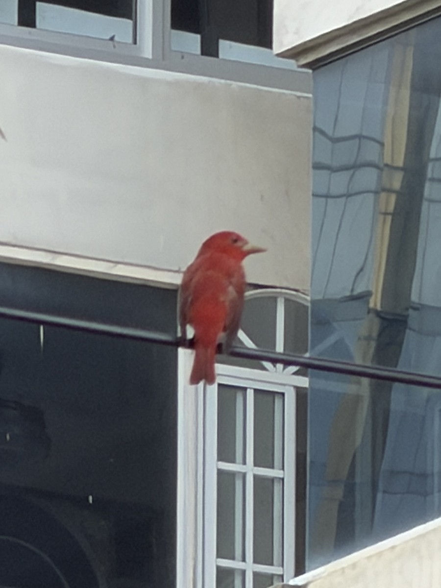 Summer Tanager - ML646553794