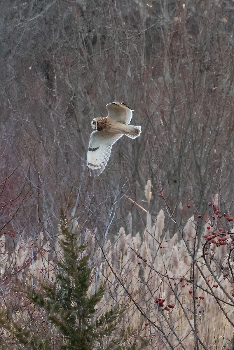 Zingira-hontza - ML646553796