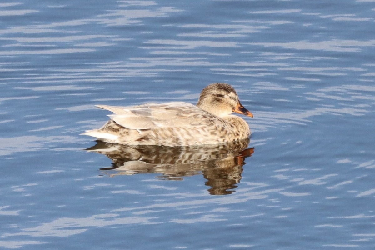 Mallard (Domestic type) - ML646553802