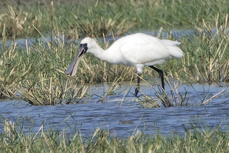 黑面琵鷺 - ML646553804