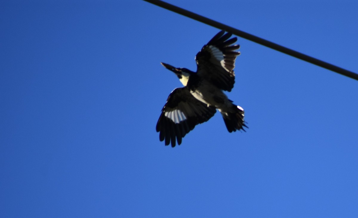 Acorn Woodpecker - ML646553808