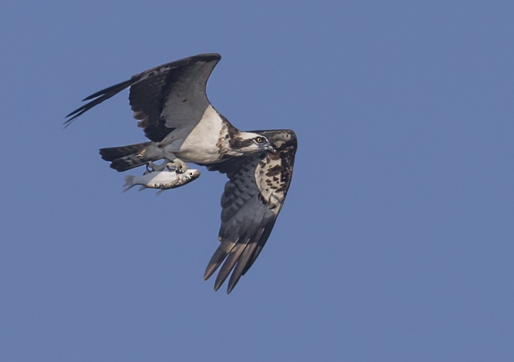 Osprey - ML646553823