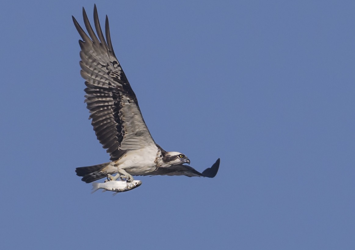 Osprey - ML646553824