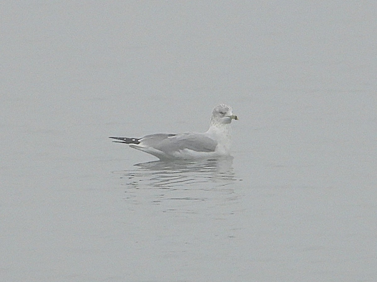 Ring-billed Gull - ML646553826