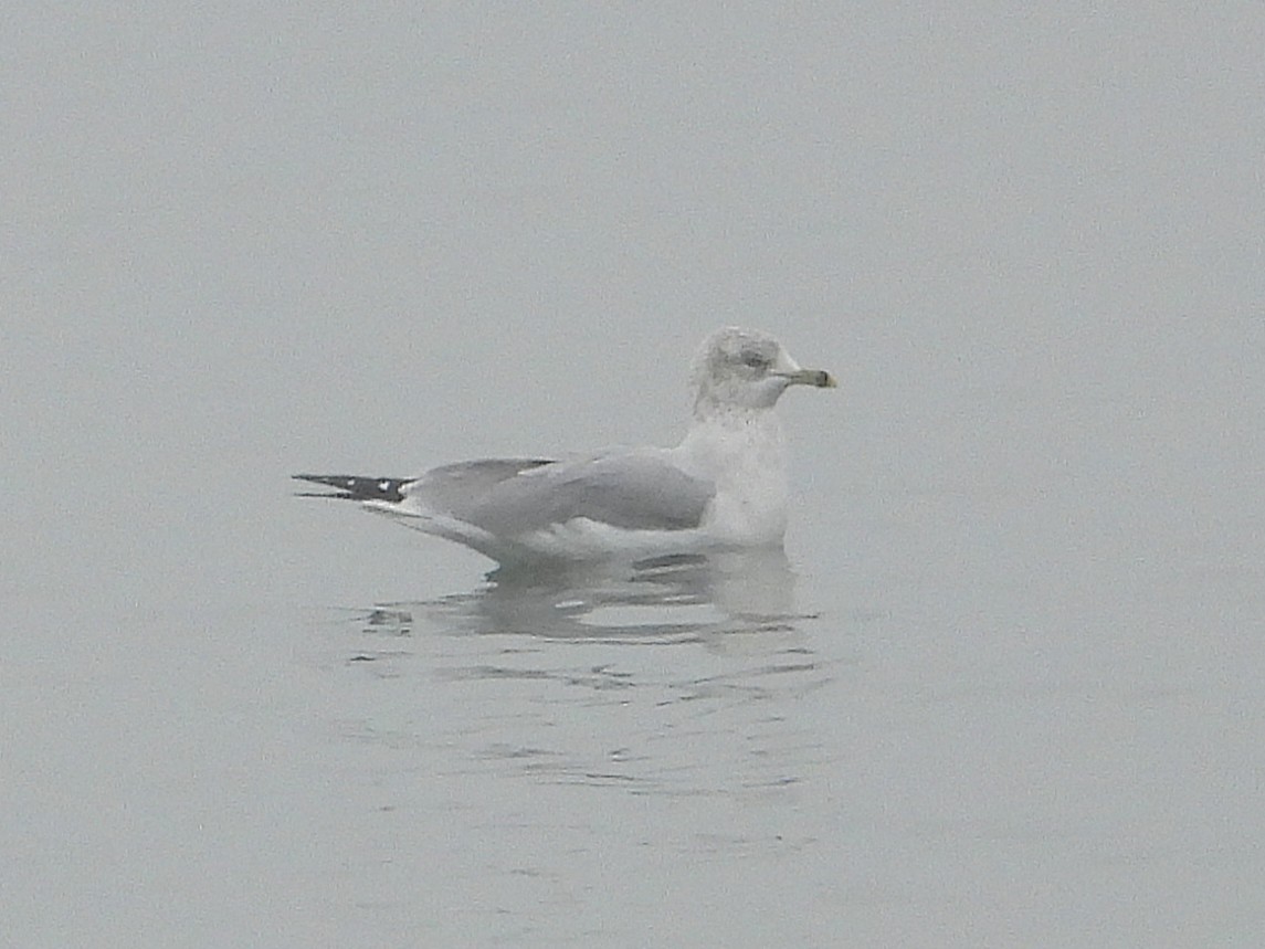 Ring-billed Gull - ML646553827