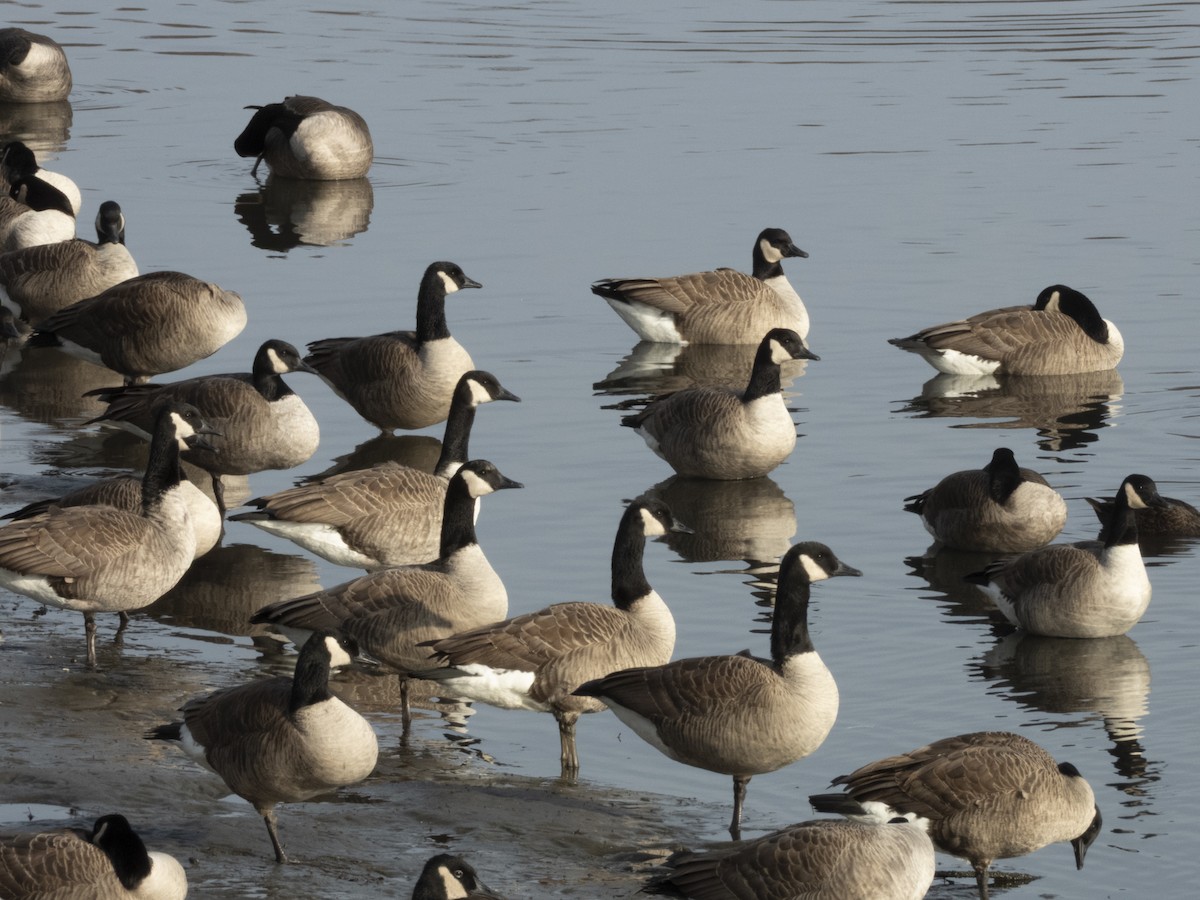 Canada Goose - ML646553828