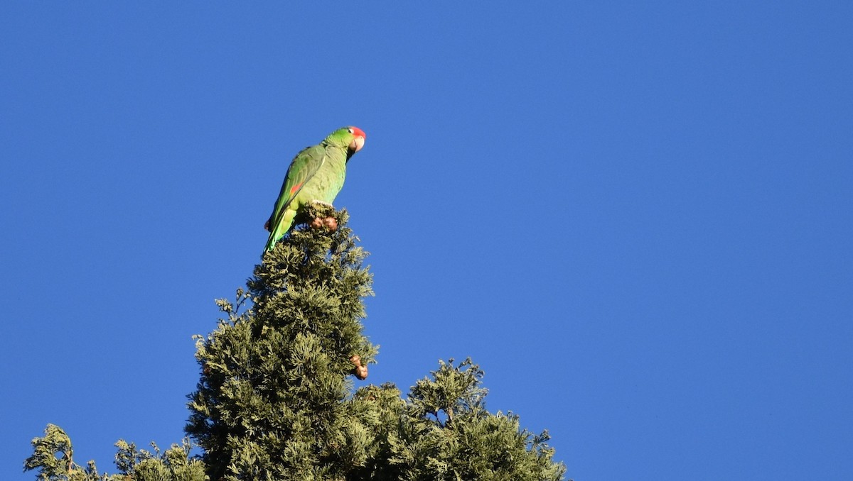 amazoňan zelenolící - ML646553829