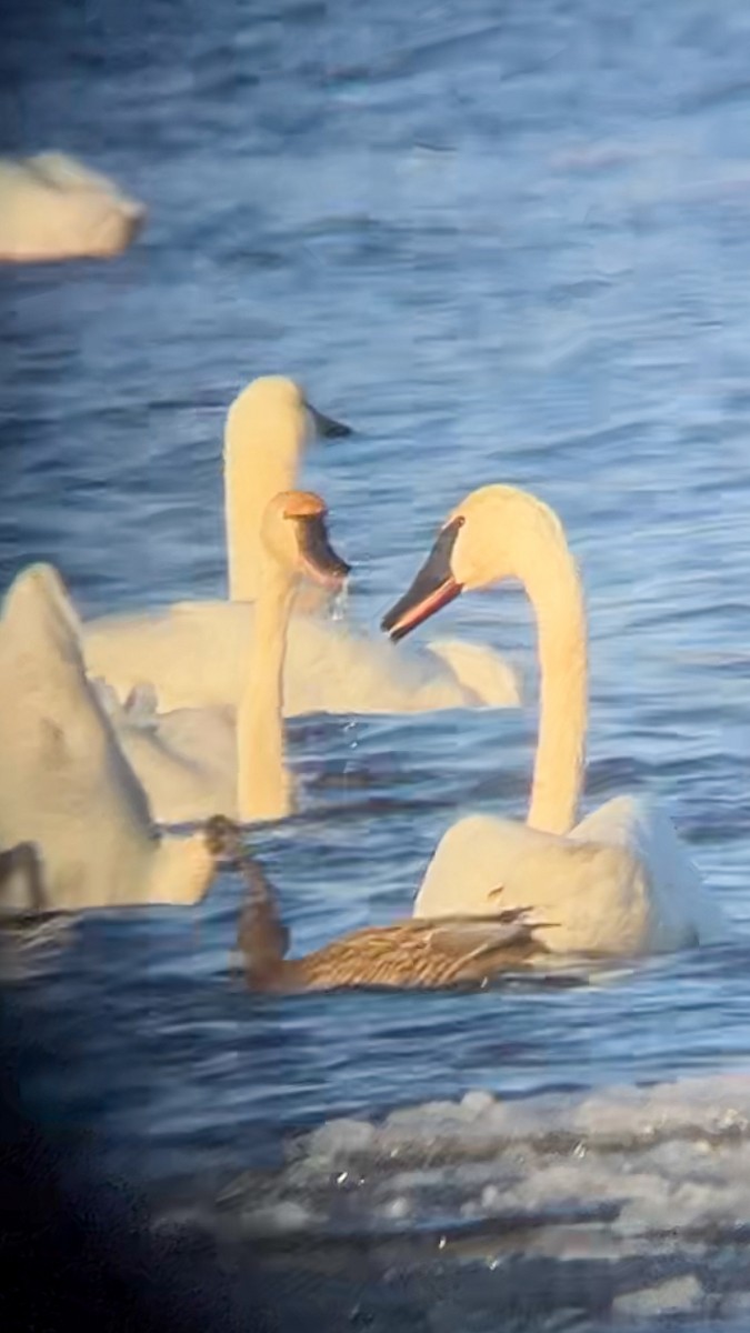 Trumpeter Swan - ML646553830