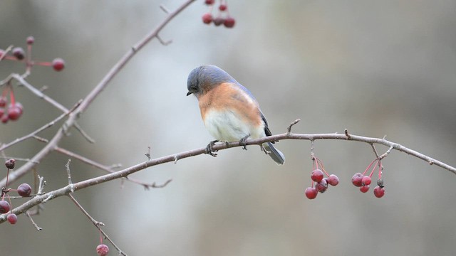 Eastern Bluebird - ML646553831