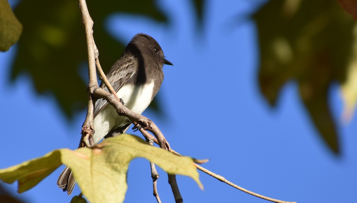 Black Phoebe - ML646553833