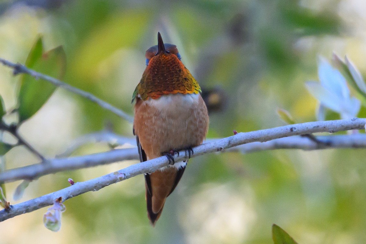 Allen's Hummingbird - ML646553835