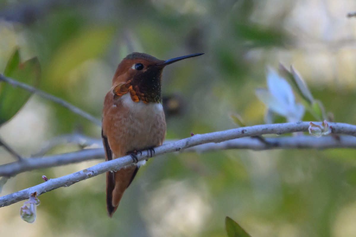 Allen's Hummingbird - ML646553836