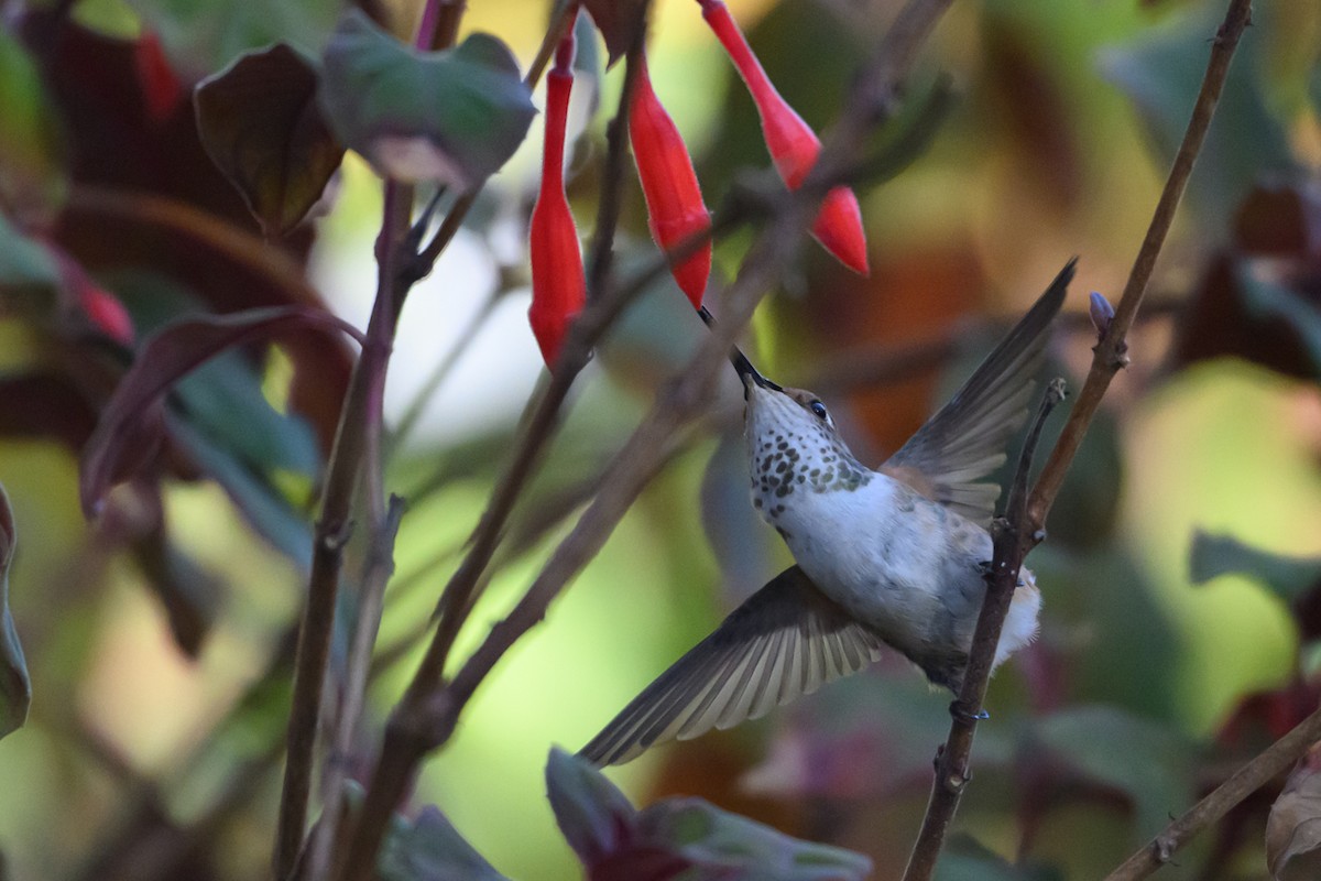 Allen's Hummingbird - ML646553837