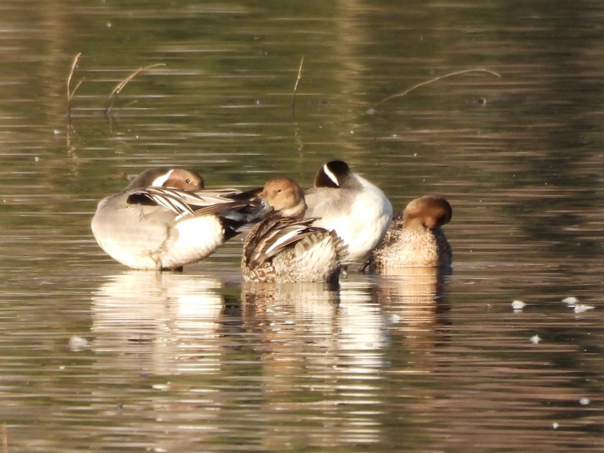 Northern Pintail - ML646553840