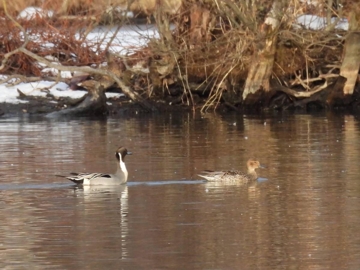 Northern Pintail - ML646553841