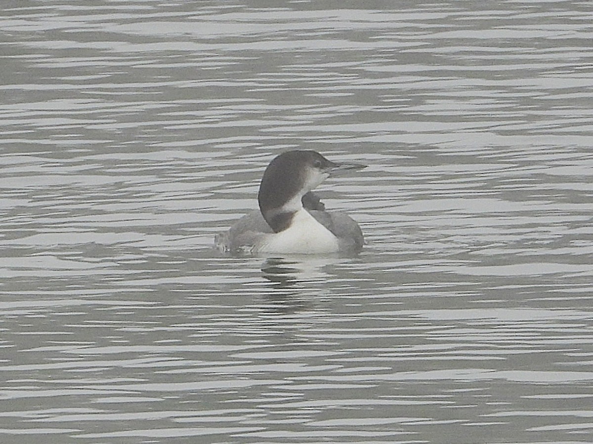 Common Loon - ML646553842