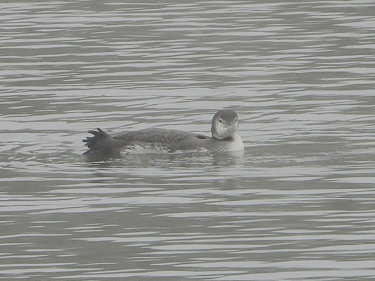 Common Loon - ML646553843