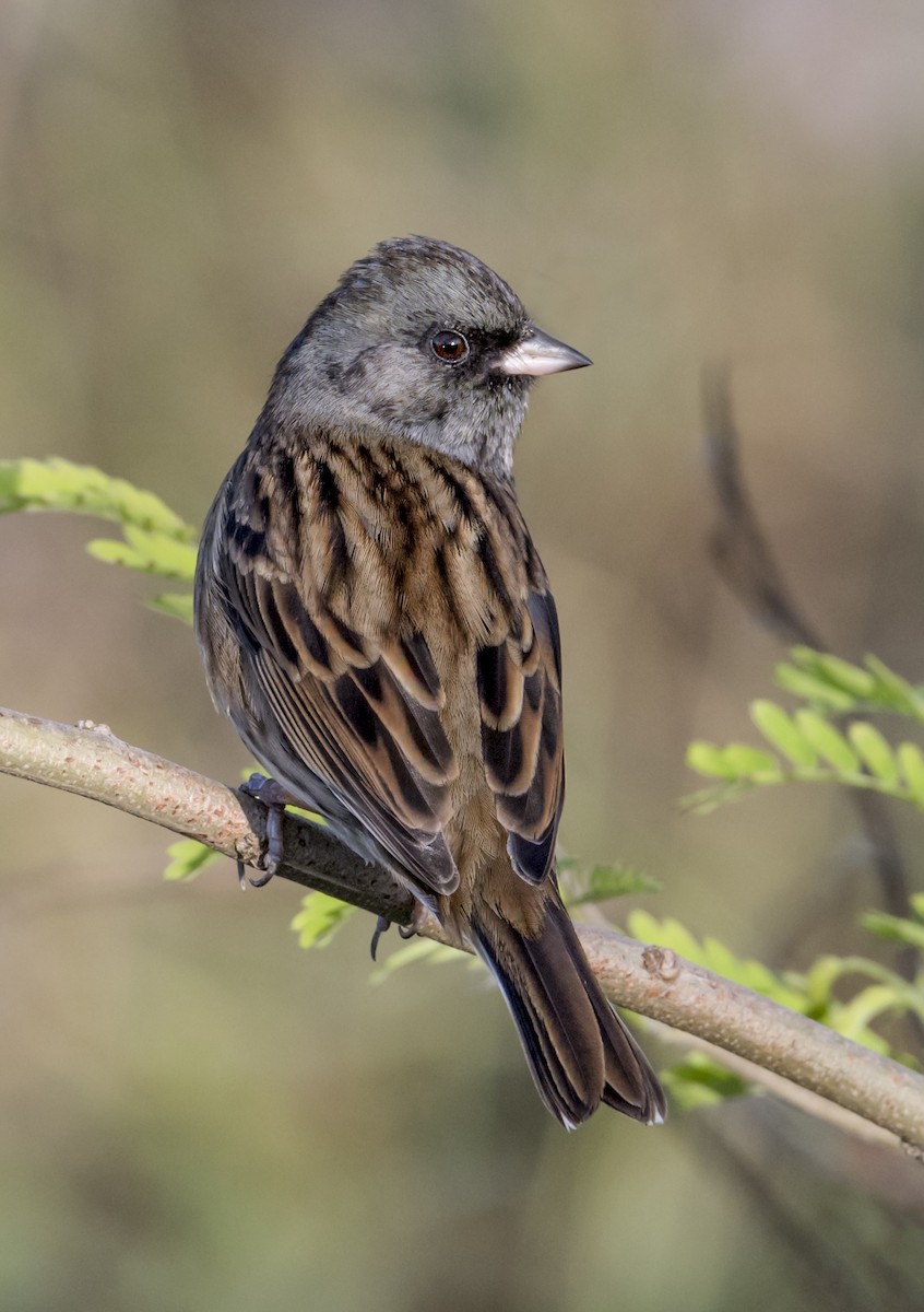 Black-faced Bunting - ML646553845