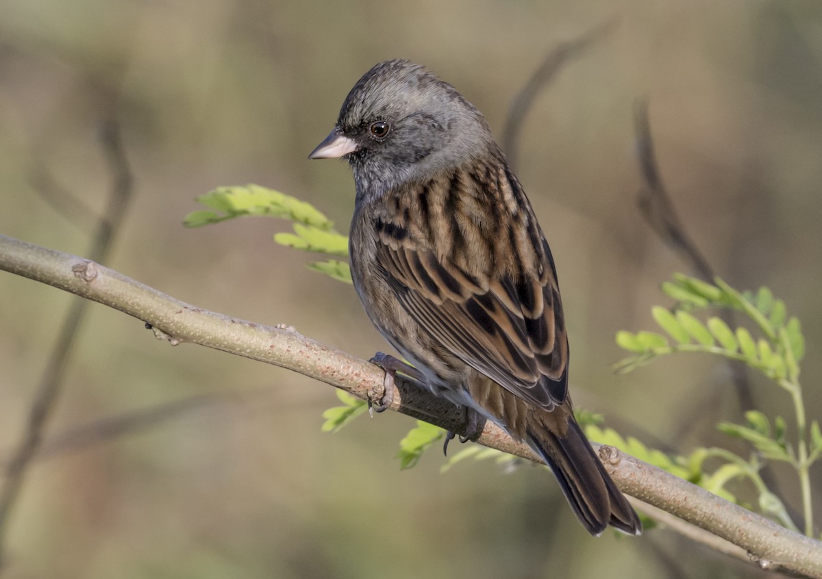Black-faced Bunting - ML646553846