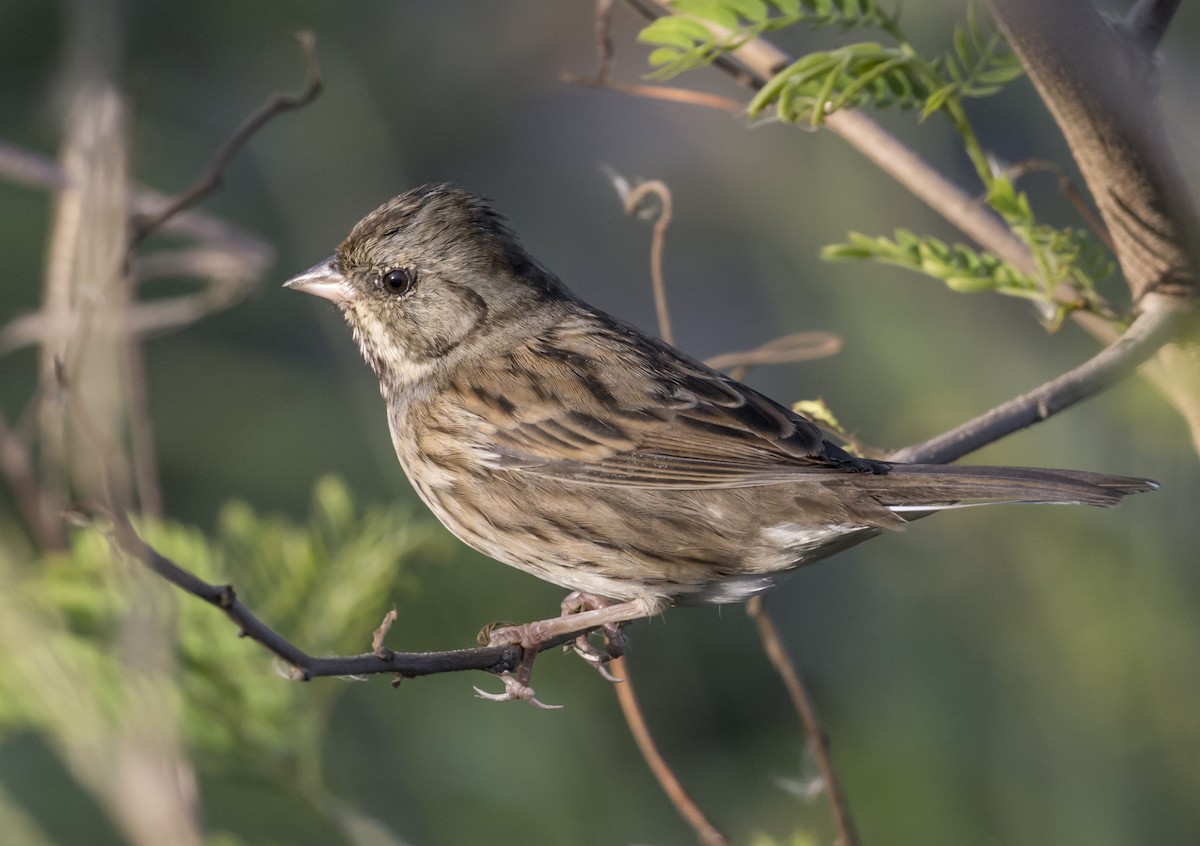 Black-faced Bunting - ML646553847