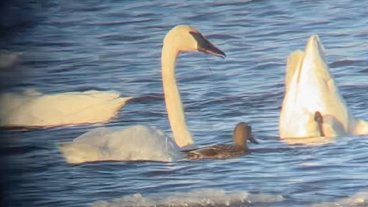 Trumpeter Swan - ML646553848