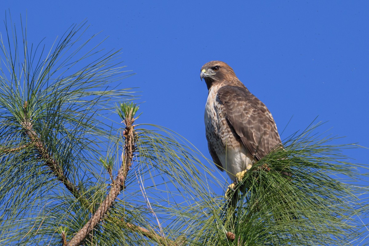 Red-tailed Hawk - ML646553849