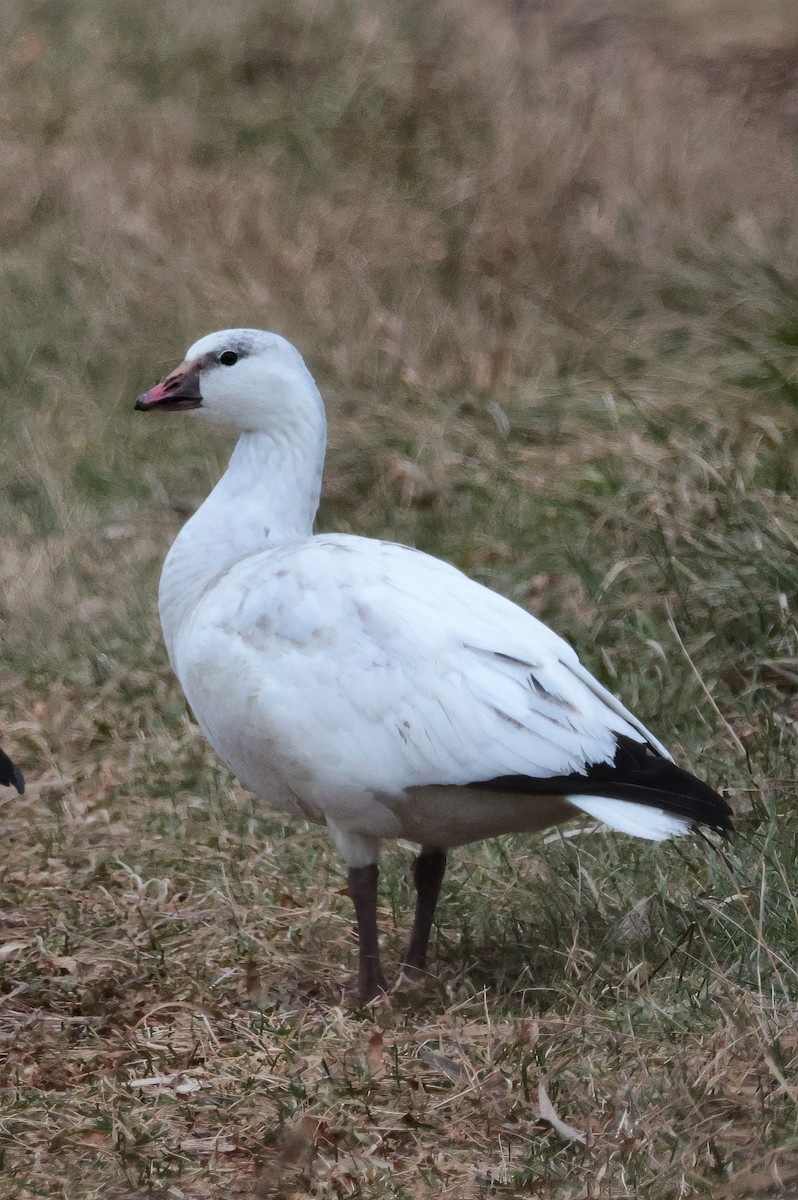 Ross's Goose - ML646553850