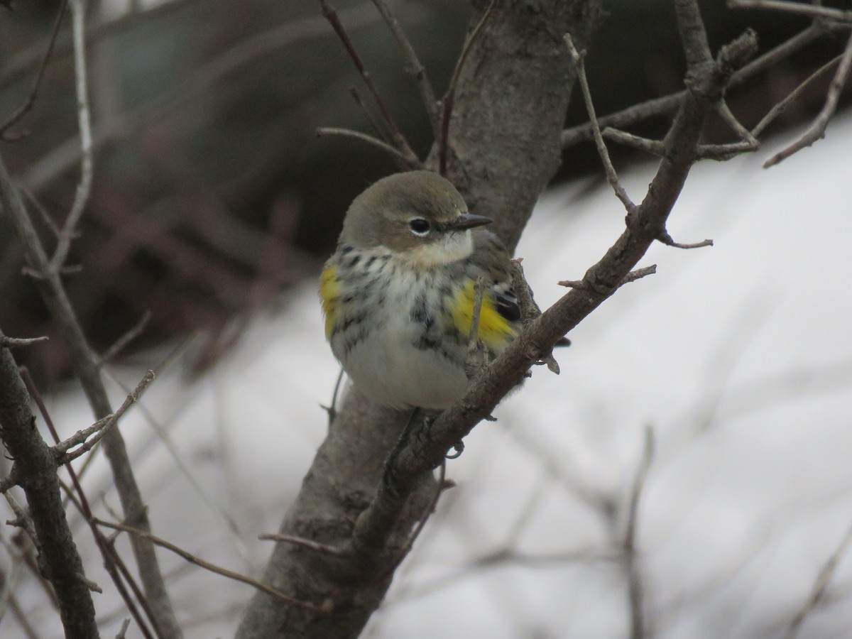 myrteparula (coronata) - ML646553851