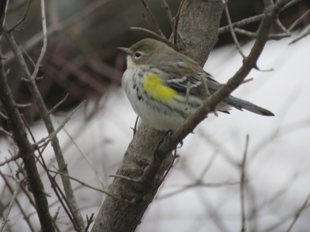 myrteparula (coronata) - ML646553852