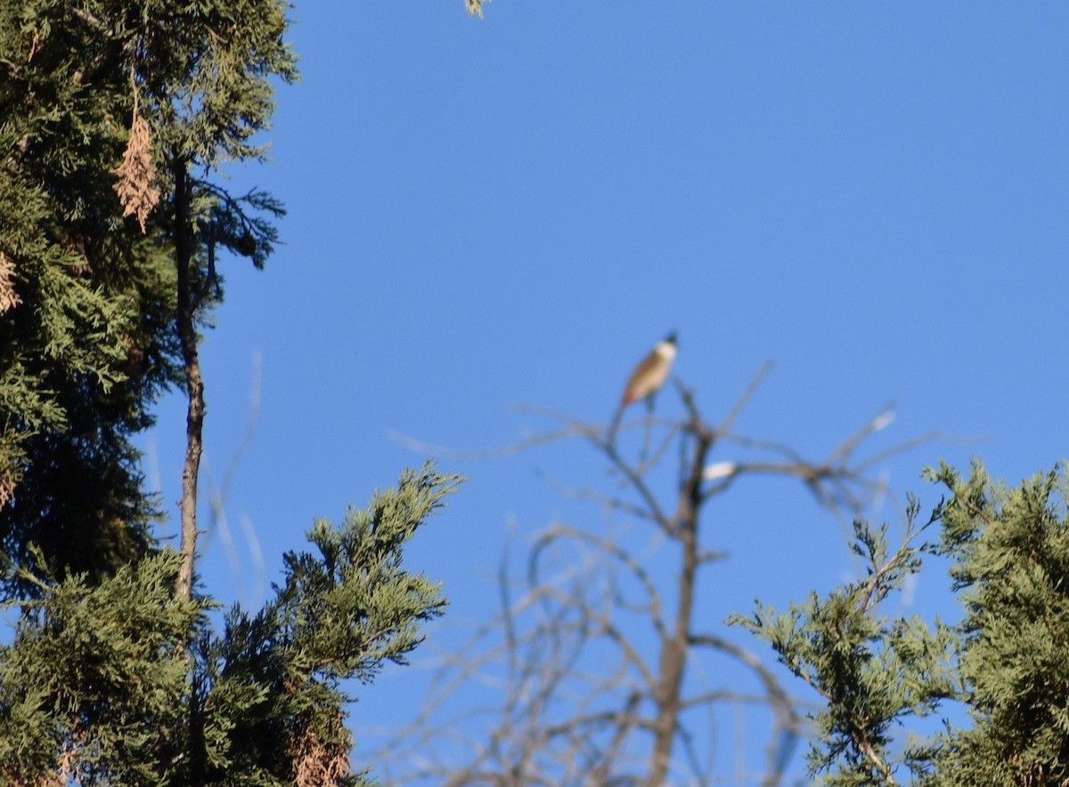 Red-whiskered Bulbul - ML646553853