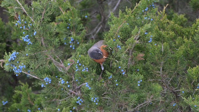 American Robin - ML646553854