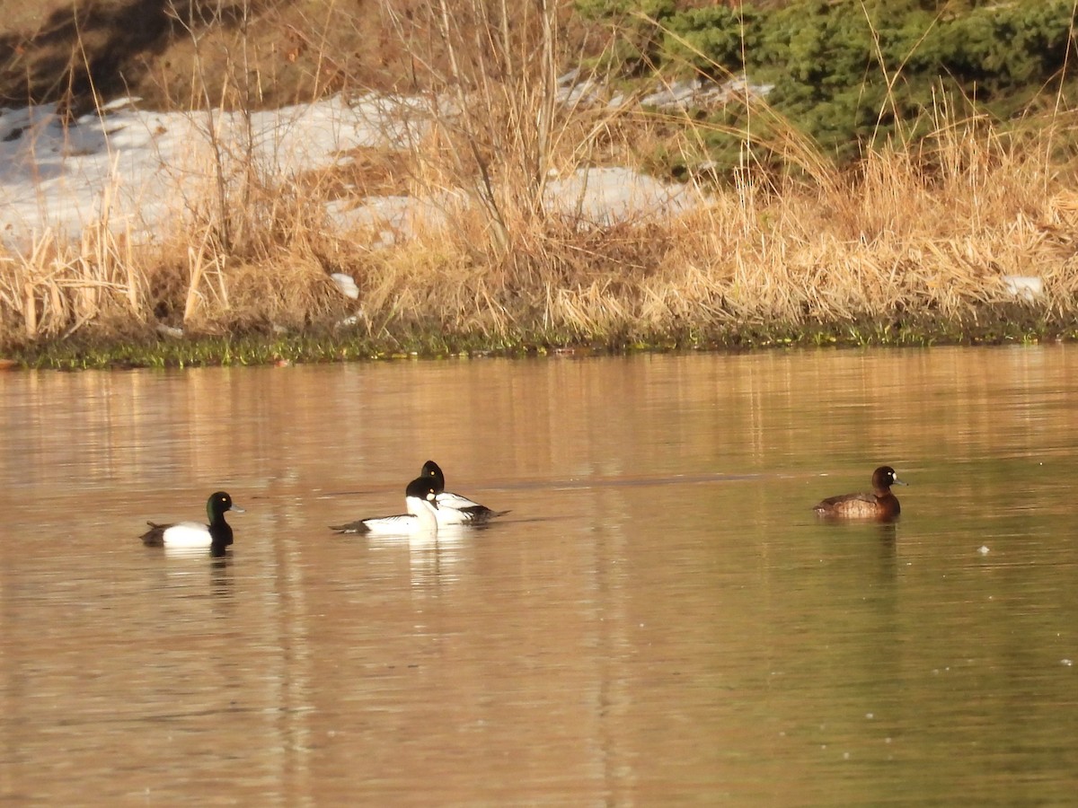 Greater Scaup - ML646553855