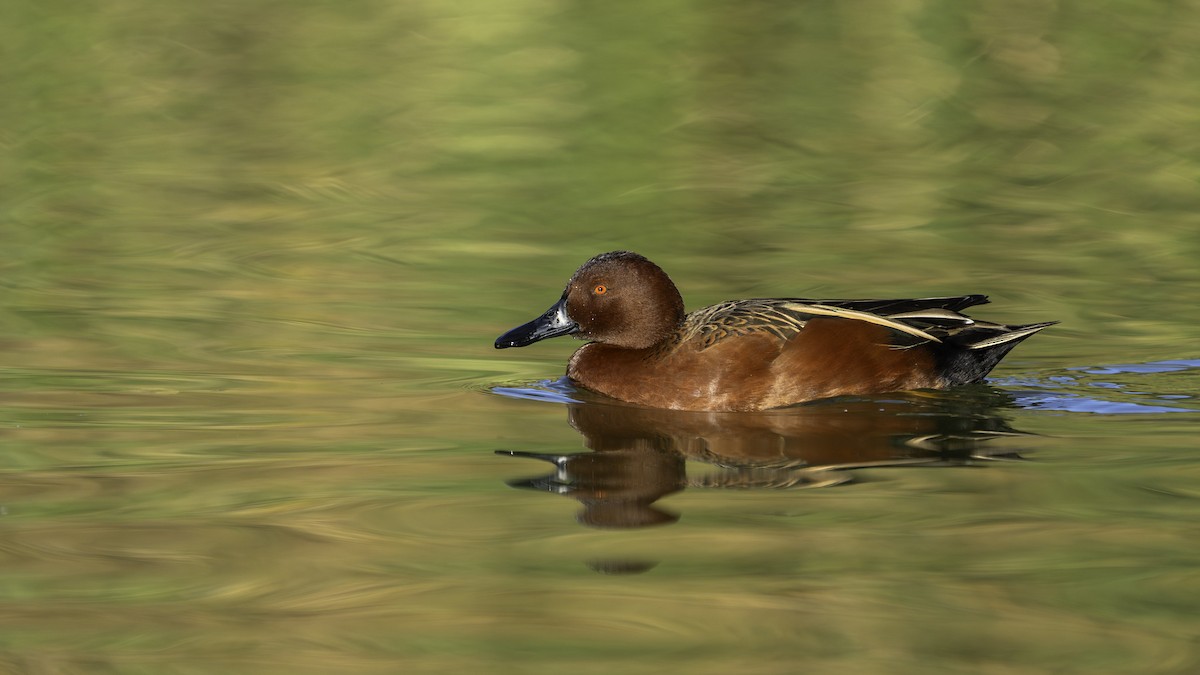 Cinnamon Teal - ML646553856