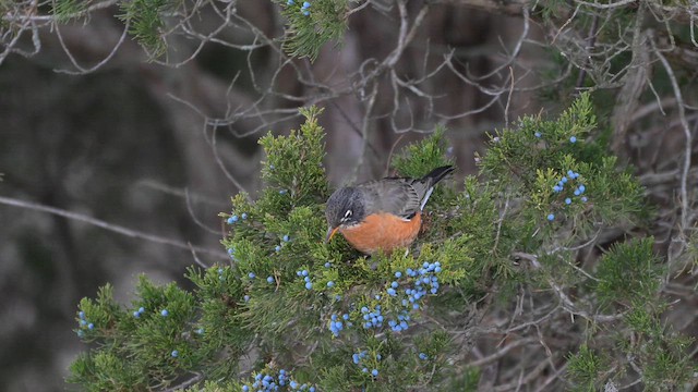 American Robin - ML646553857