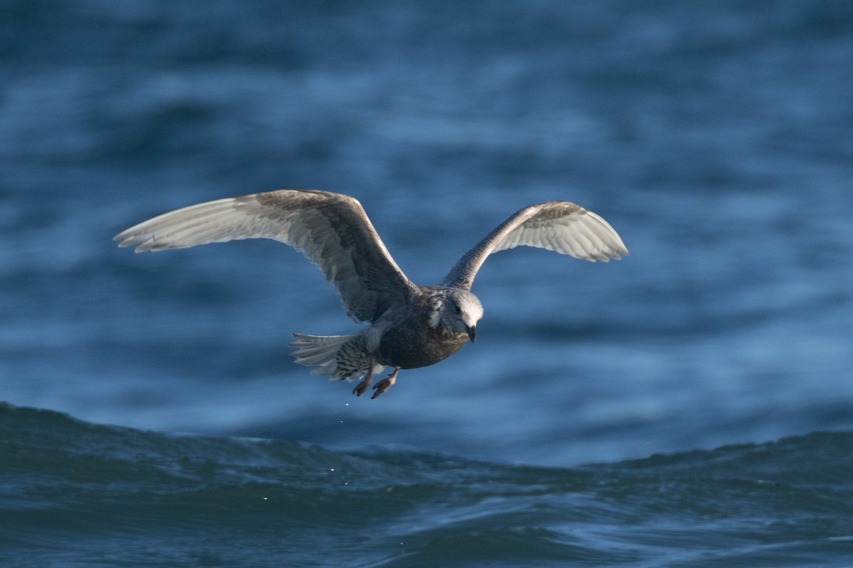 Iceland Gull - ML646553866