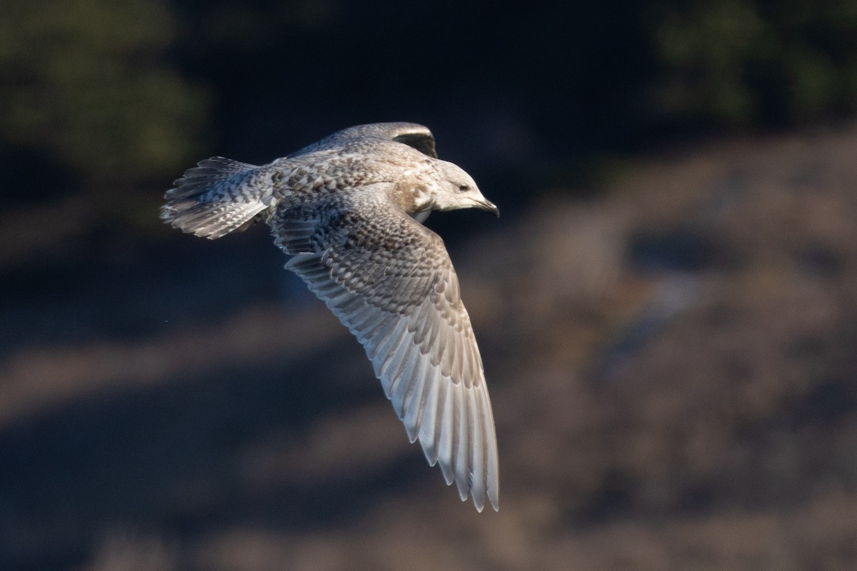 Iceland Gull - ML646553869